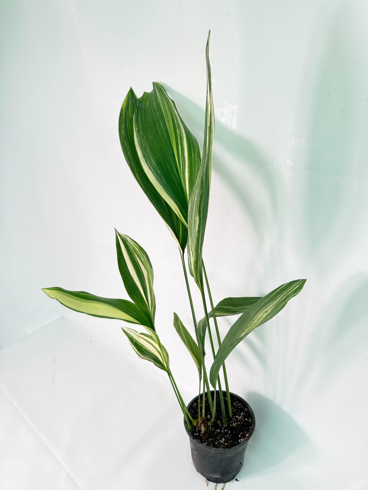 Aspidistra Elatior Variegata 02