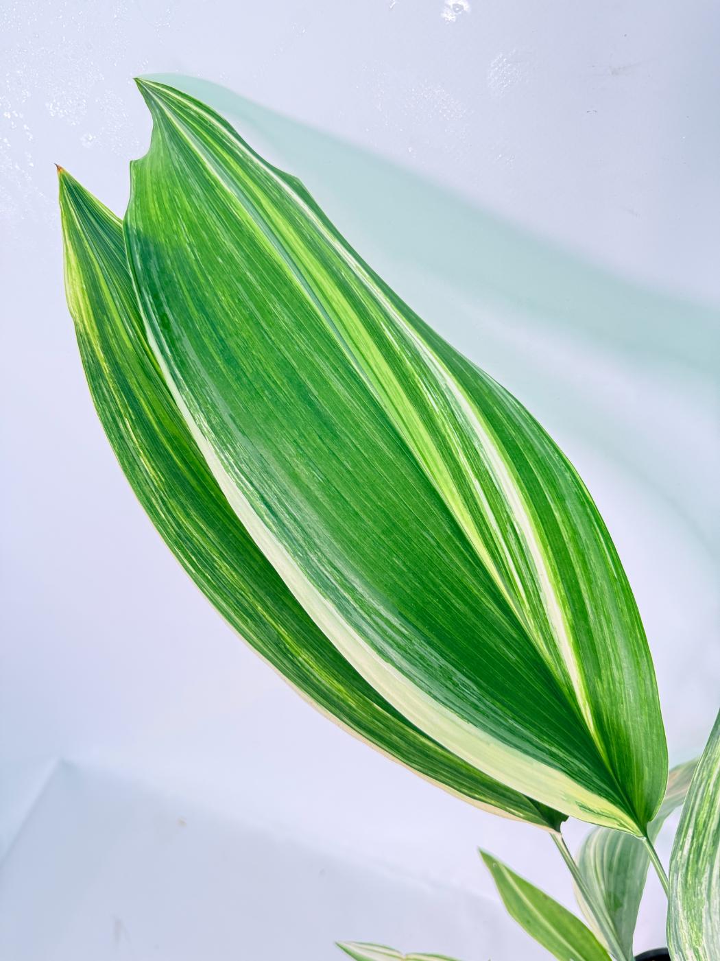 Aspidistra Elatior Variegata 03