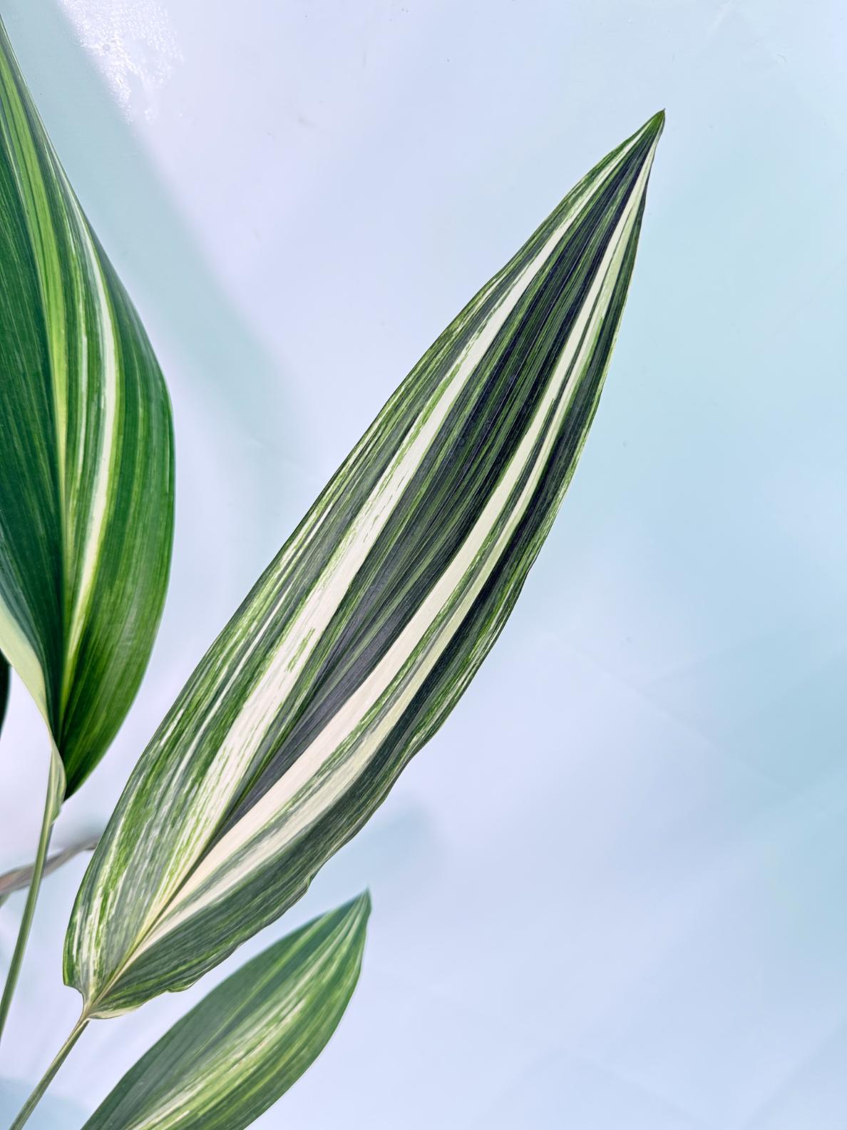 Aspidistra Elatior Variegata 06