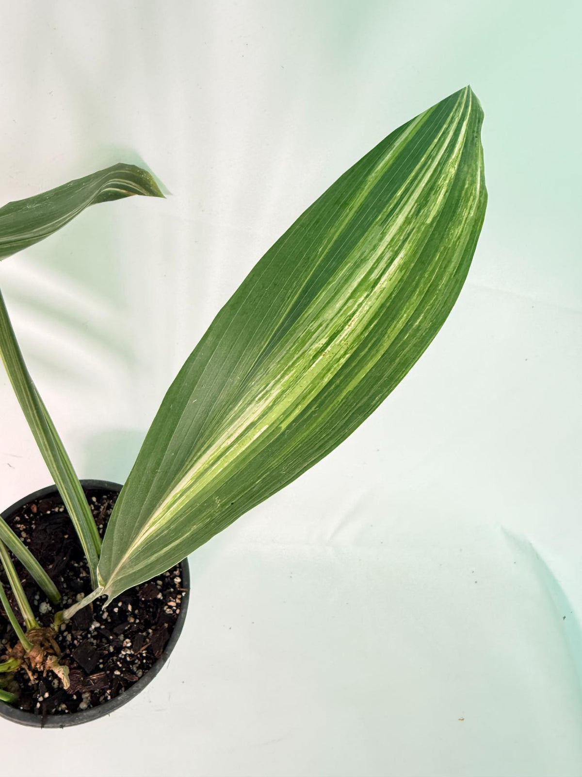 Aspidistra Elatior Variegata 04