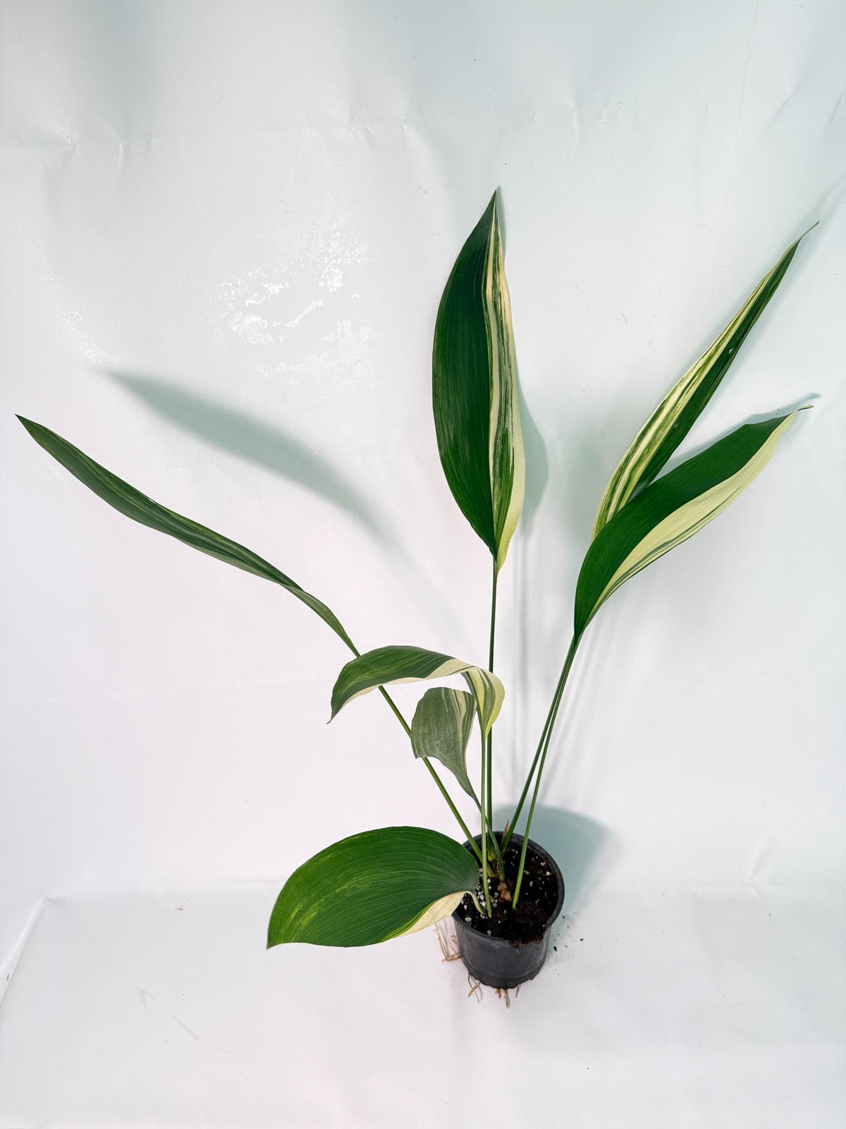 Aspidistra Elatior Variegata 01