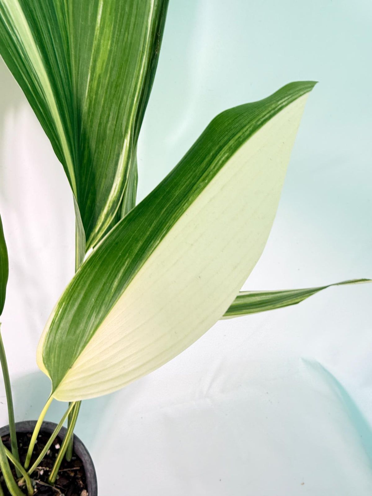 Aspidistra Elatior Variegata 06