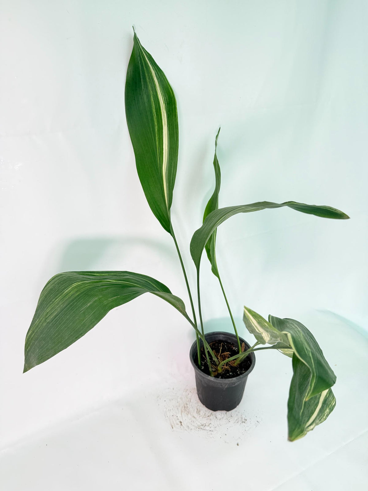 Aspidistra Elatior Variegata 02
