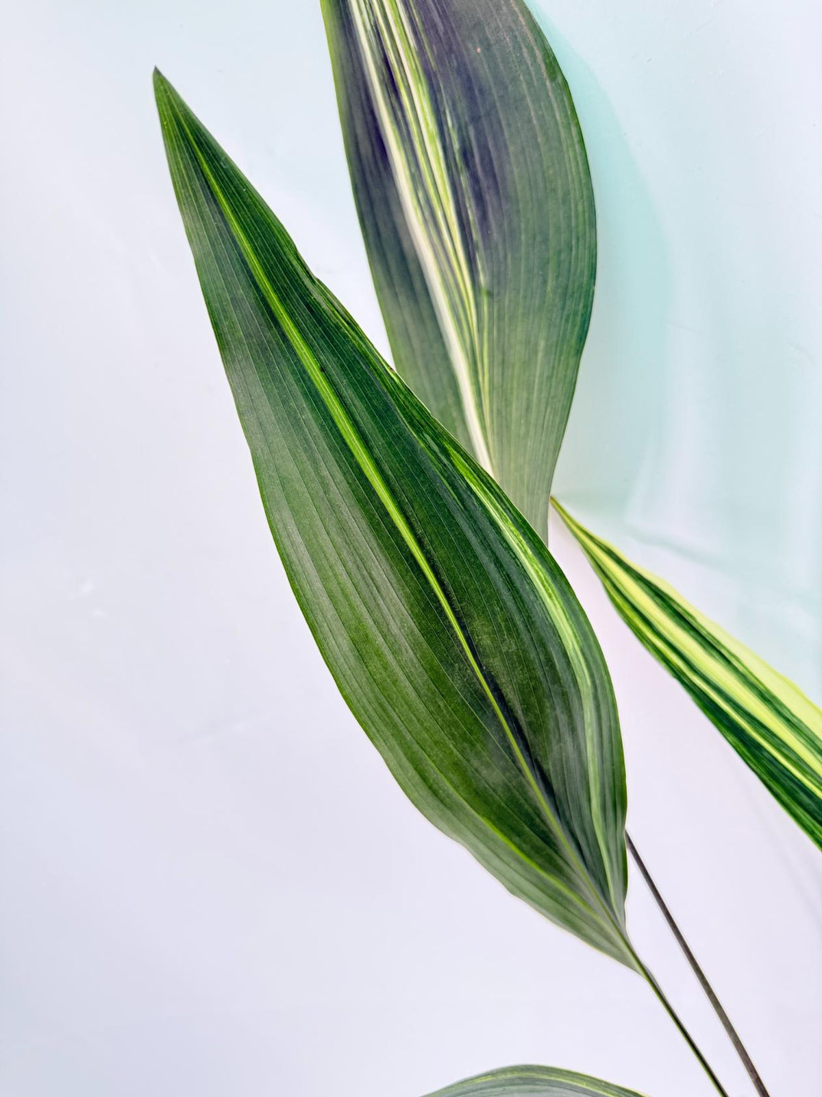 Aspidistra Elatior Variegata 04