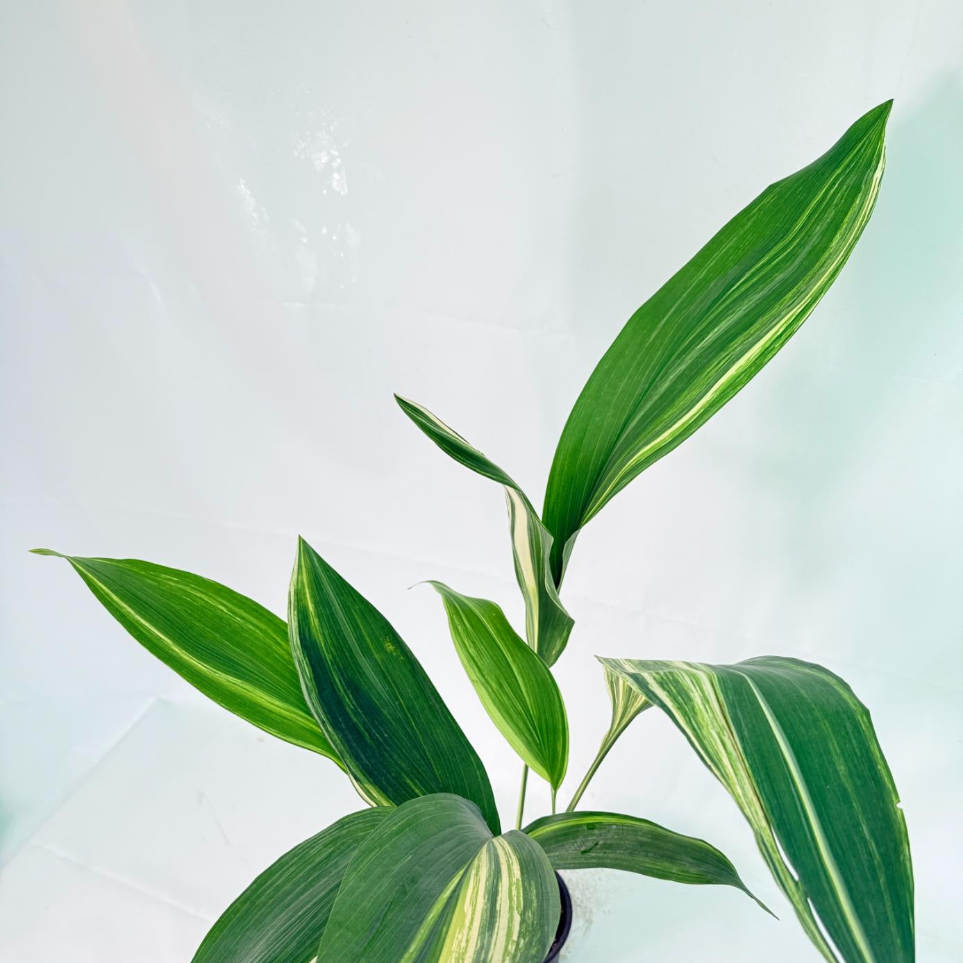 Aspidistra Elatior Variegata 01