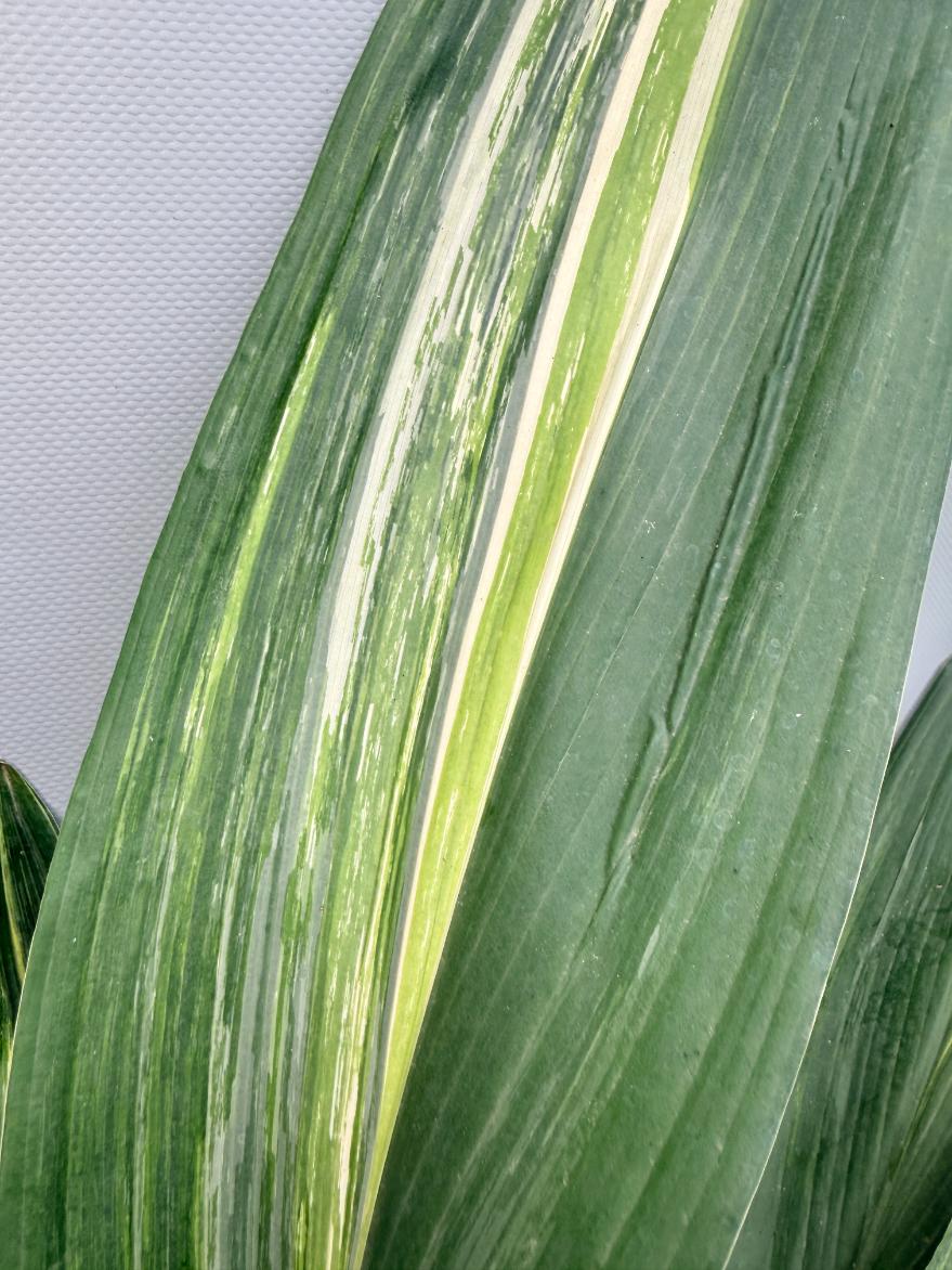Aspidistra Elatior Variegata 02