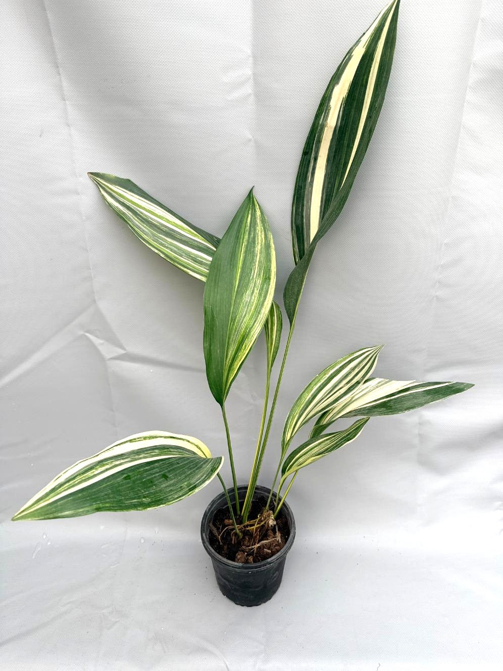 Aspidistra Elatior Variegata 1