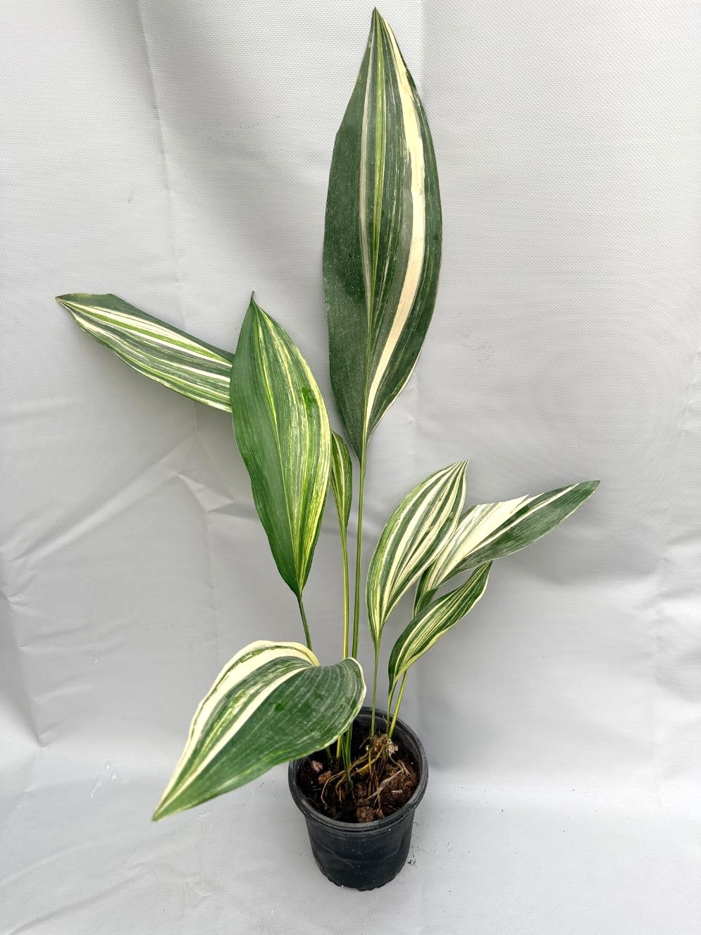 Aspidistra Elatior Variegata intera