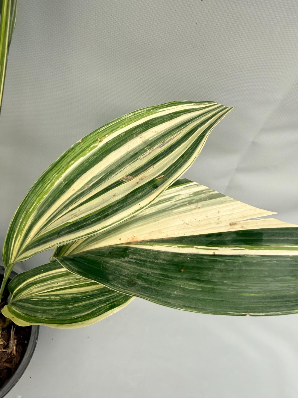 Aspidistra Elatior Variegata foglia n 5