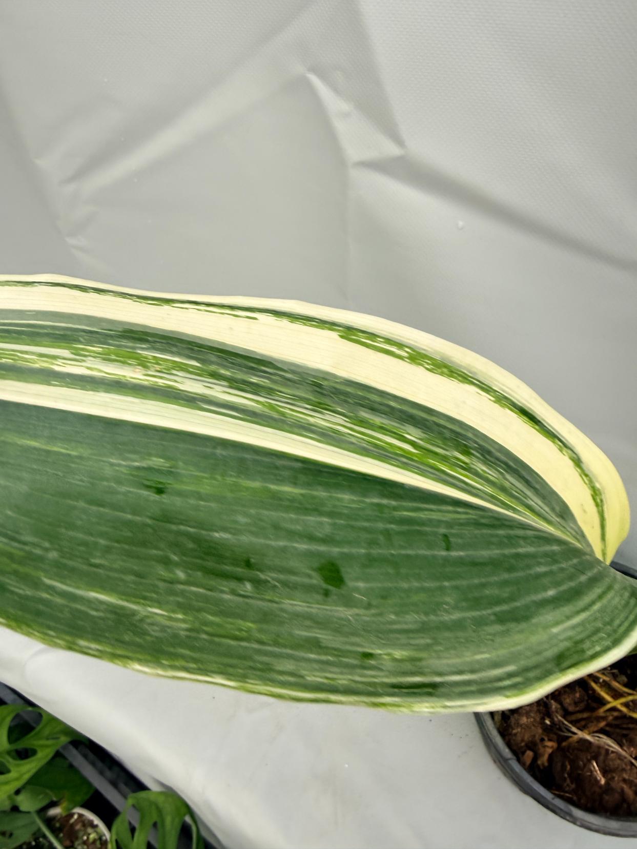 Aspidistra Elatior Variegata foglia n 7