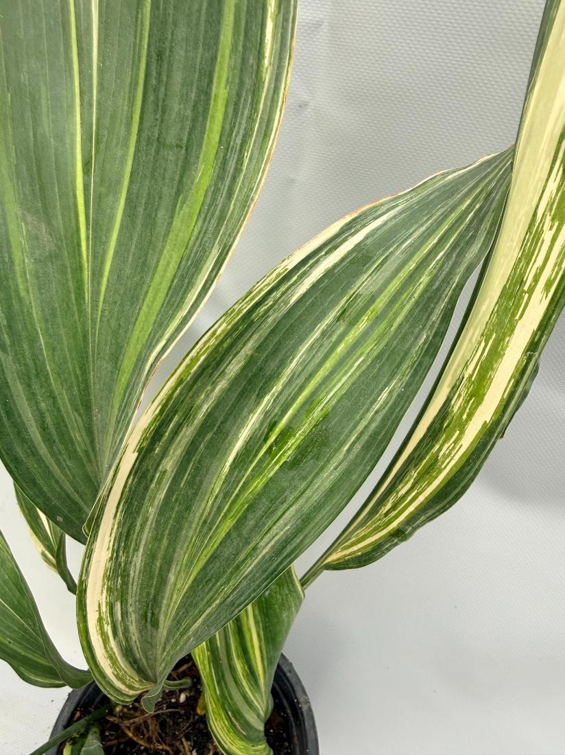 Aspidistra Elatior Variegata foglia n 2