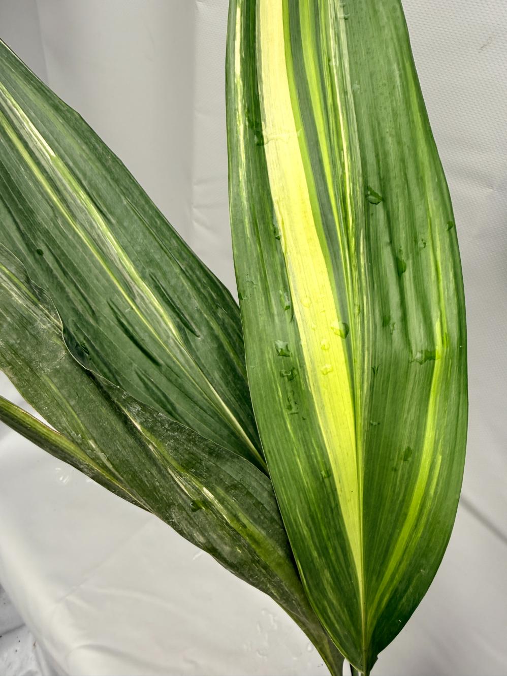 Aspidistra Elatior Variegata foglia n 1