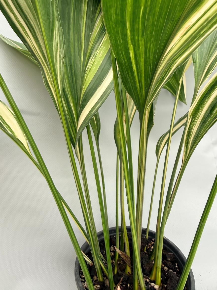 Aspidistra Elatior Variegata foglia n 2