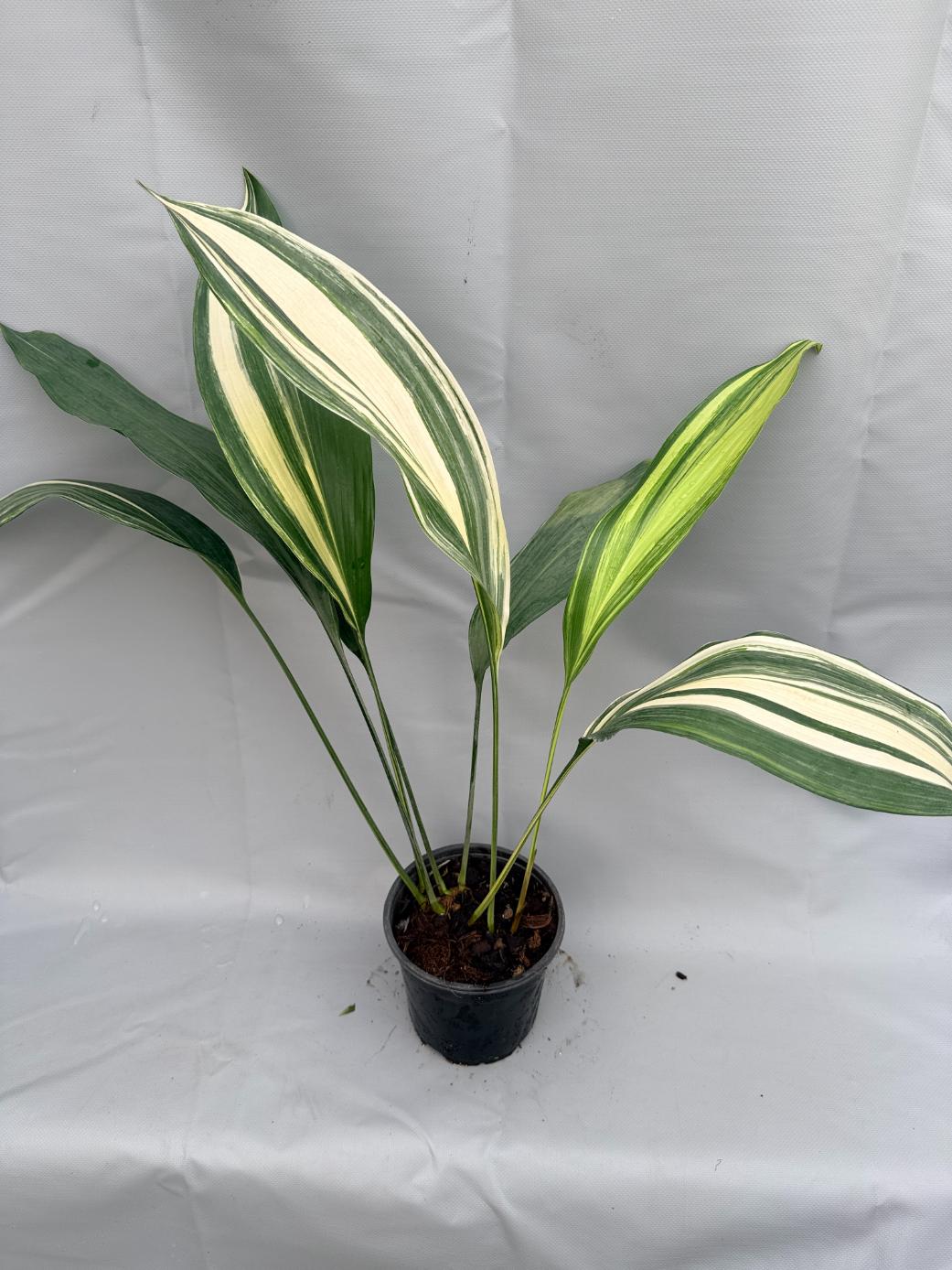 Aspidistra Elatior Variegata foglia n 2