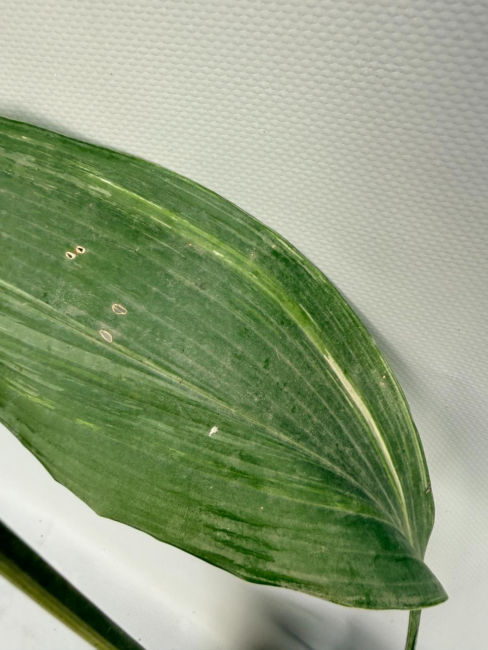 Aspidistra Elatior Variegata foglia n 8