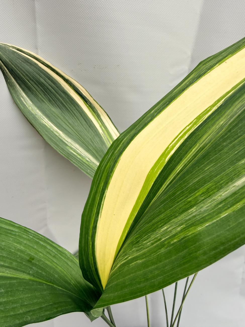 Aspidistra Elatior Variegata foglia n 9