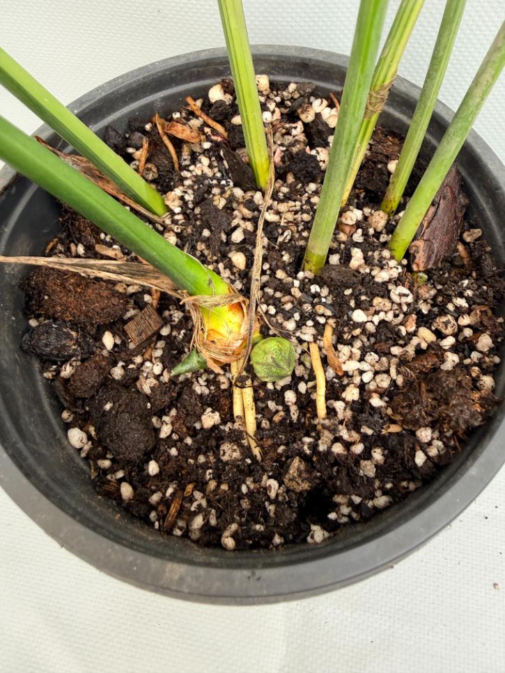 Aspidistra Elatior Variegata fiori