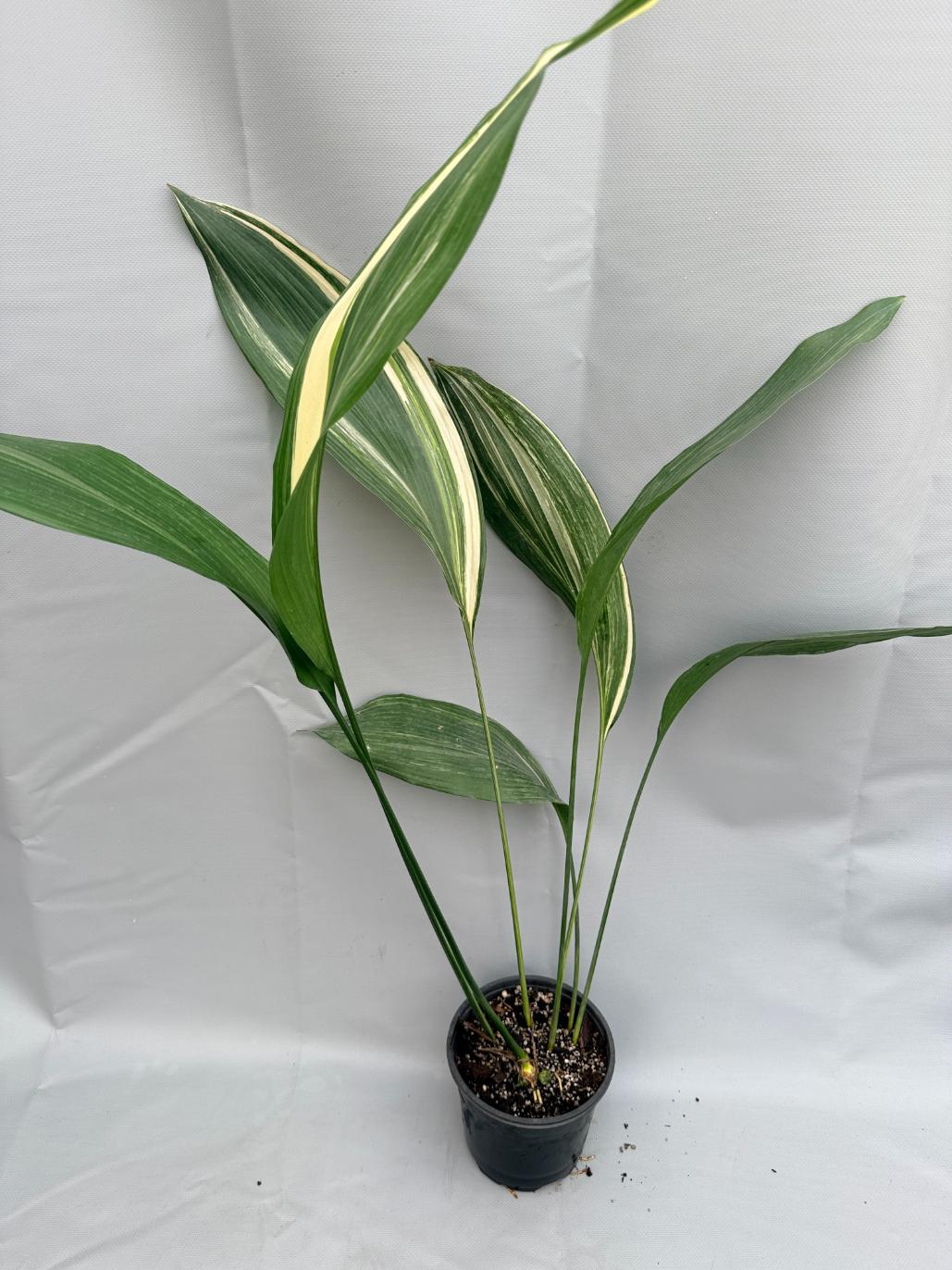 Aspidistra Elatior Variegata foglia n 4