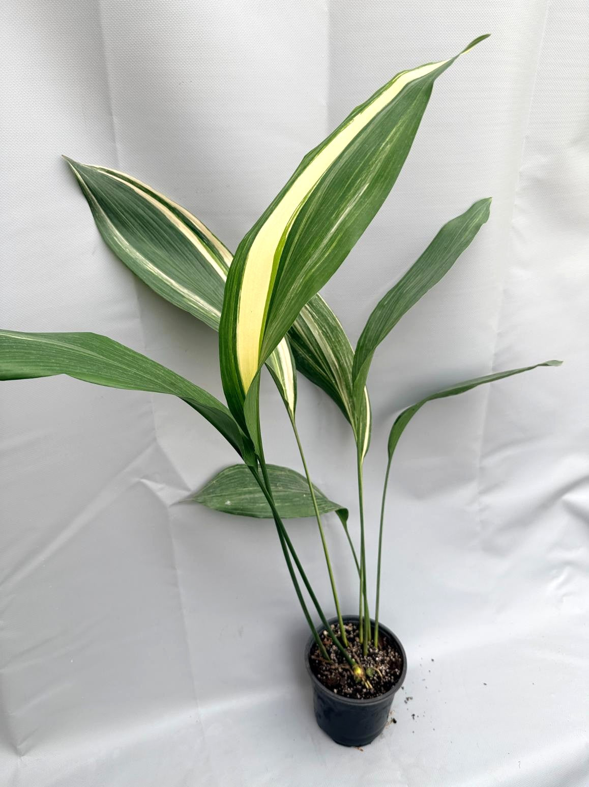 Aspidistra Elatior Variegata pianta intera