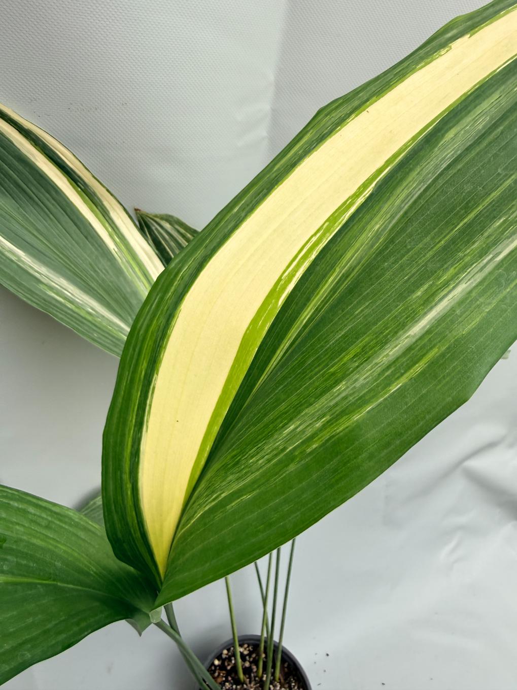 Aspidistra Elatior Variegata foglia n 1