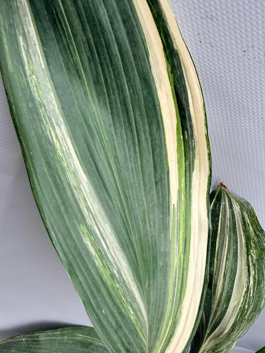 Aspidistra Elatior Variegata foglia n 2