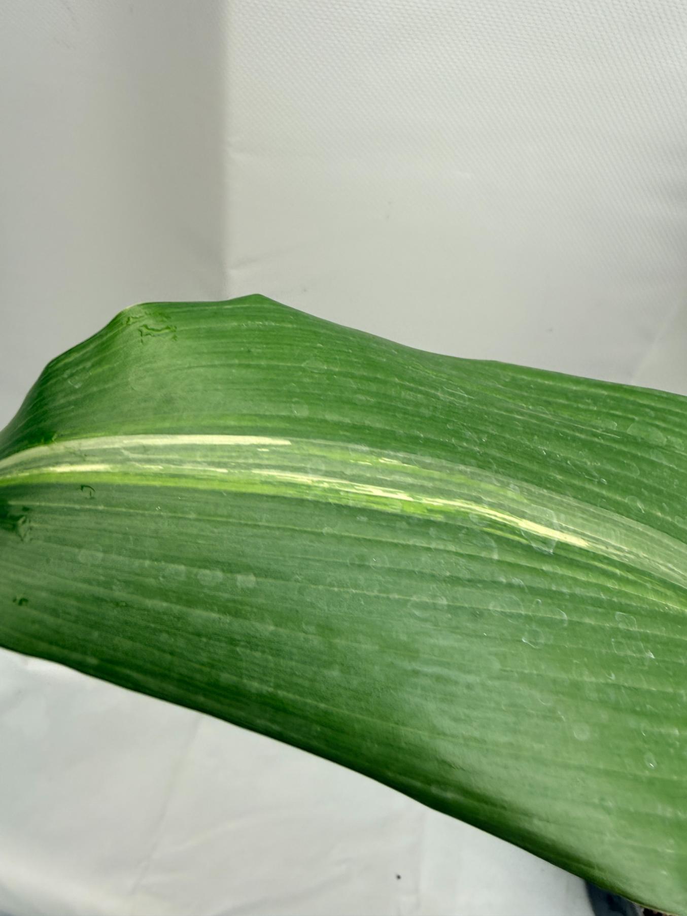Aspidistra Elatior Variegata foglia n 3