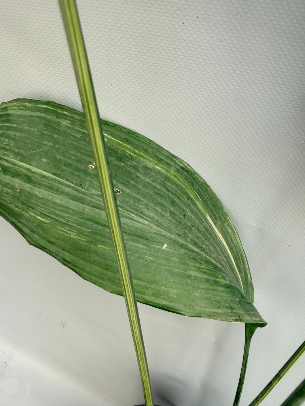 Aspidistra Elatior Variegata foglia n 5