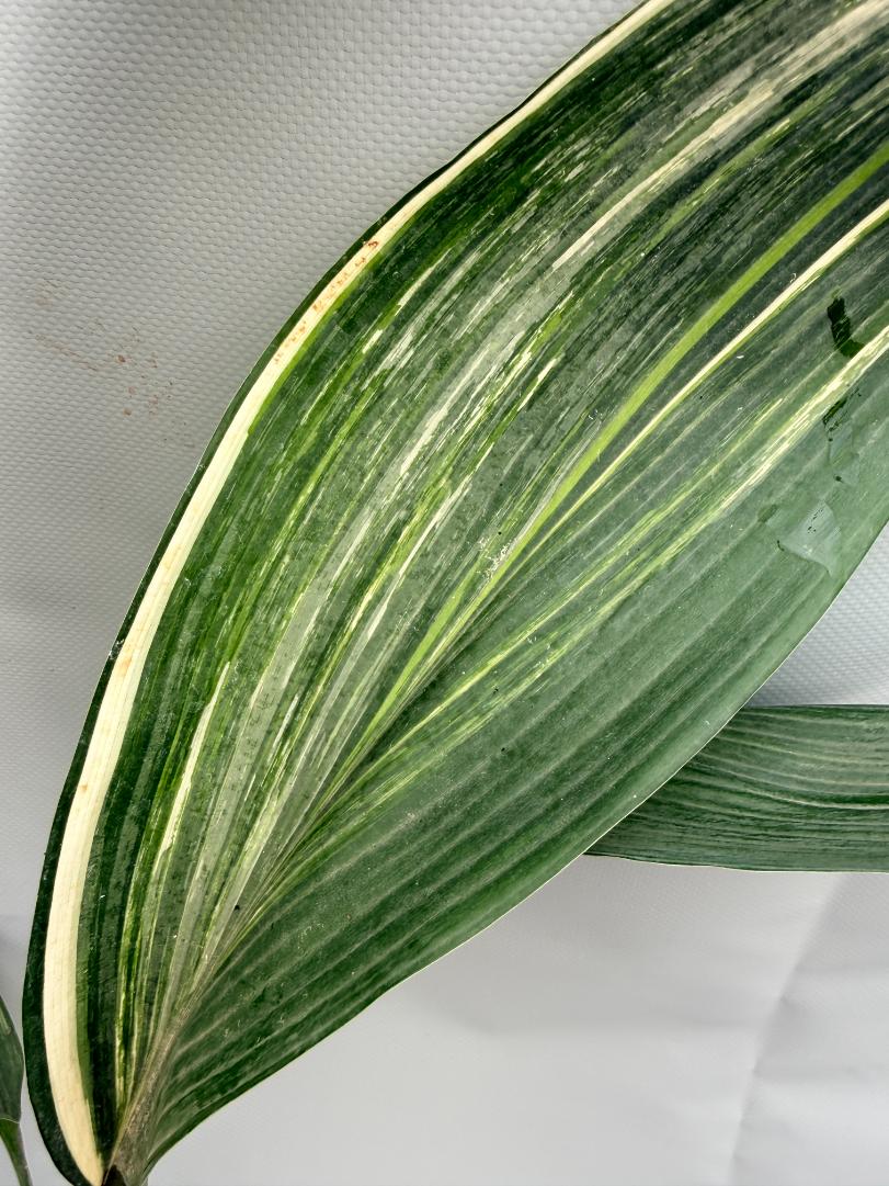 Aspidistra Elatior Variegata foglia n 6