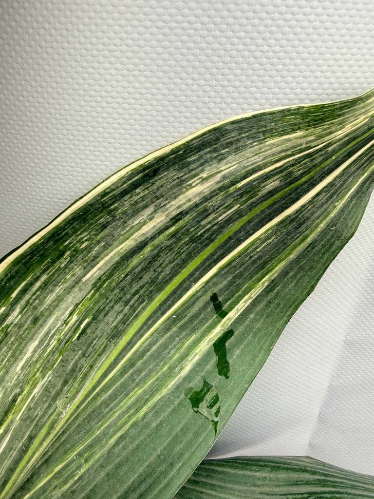 Aspidistra Elatior Variegata foglia n 7