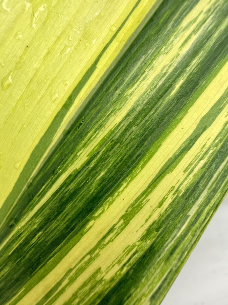 Aspidistra Elatior Variegata foglia dettaglio