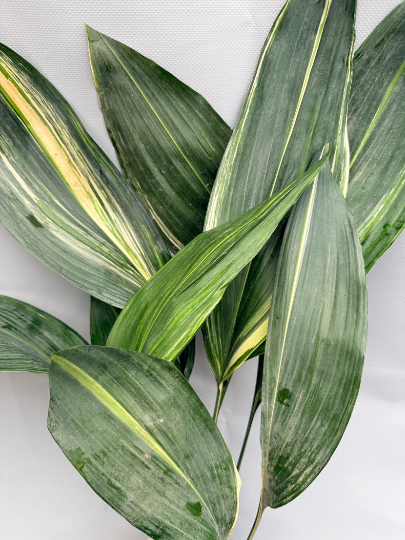 Aspidistra Elatior Variegata foglia n 10