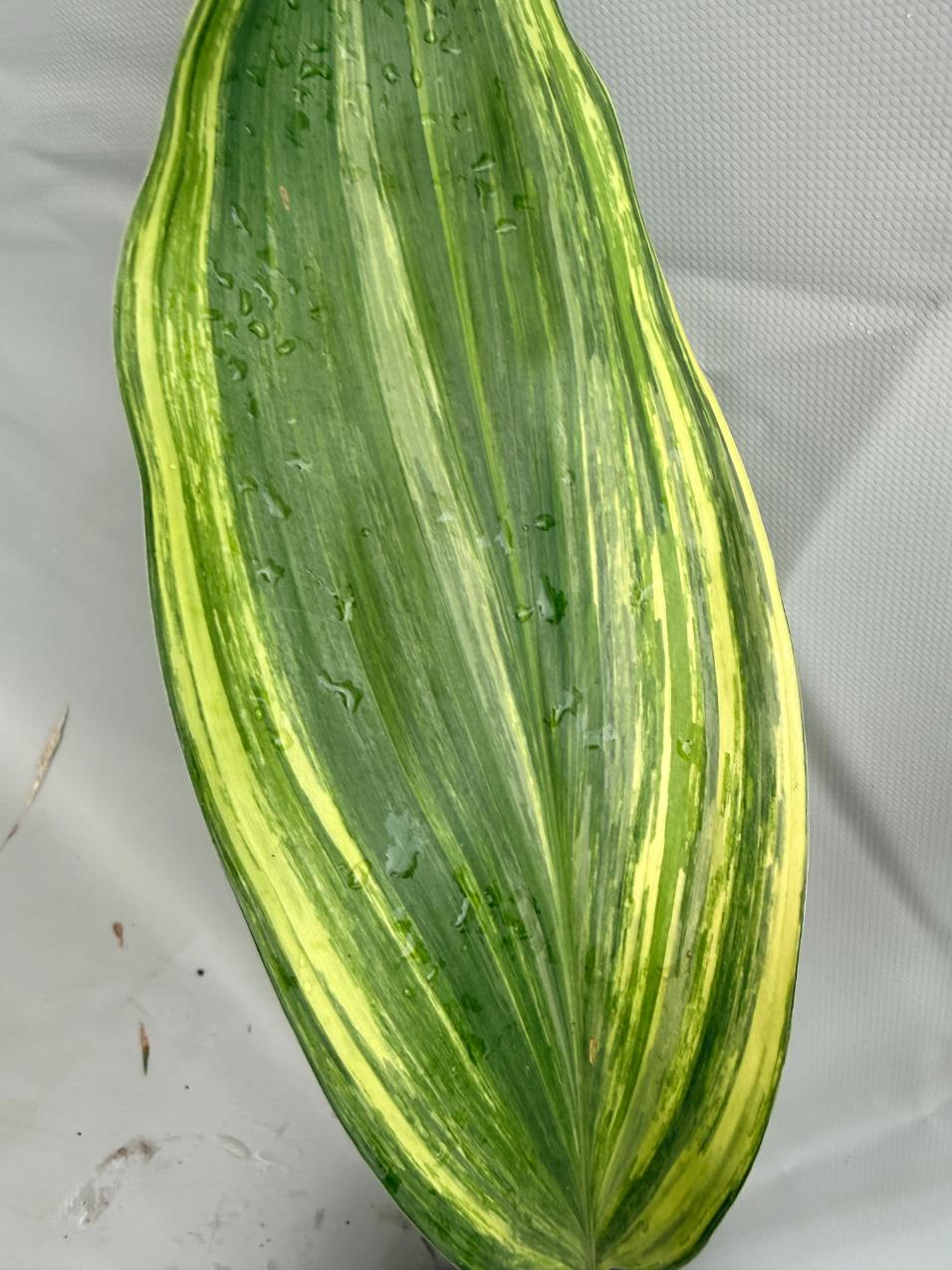 Aspidistra Elatior Variegata foglia n 2