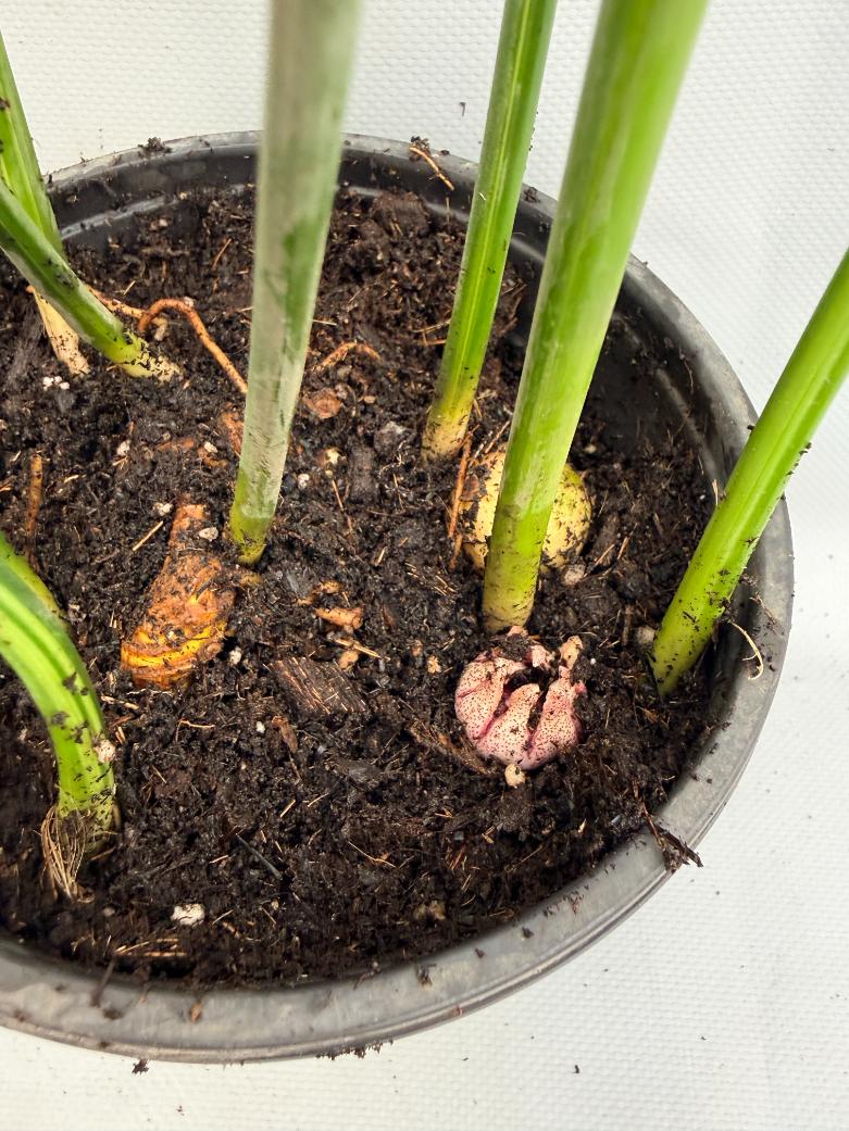 Aspidistra Elatior Variegata fiore e bacca