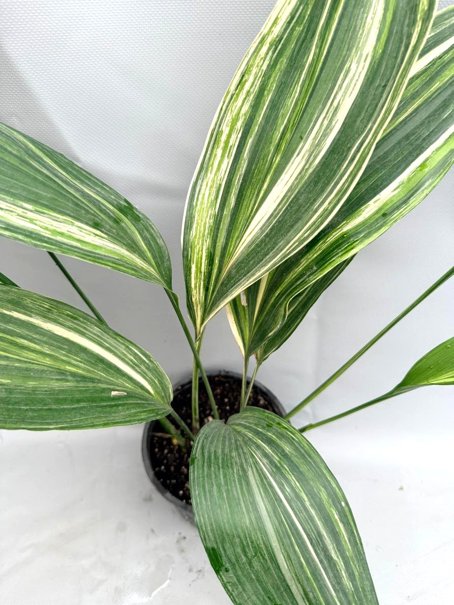 Aspidistra Elatior Variegata pianaa intera