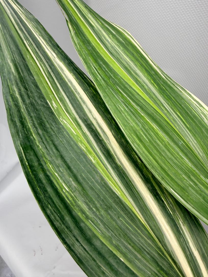 Aspidistra Elatior Variegata foglia n 11
