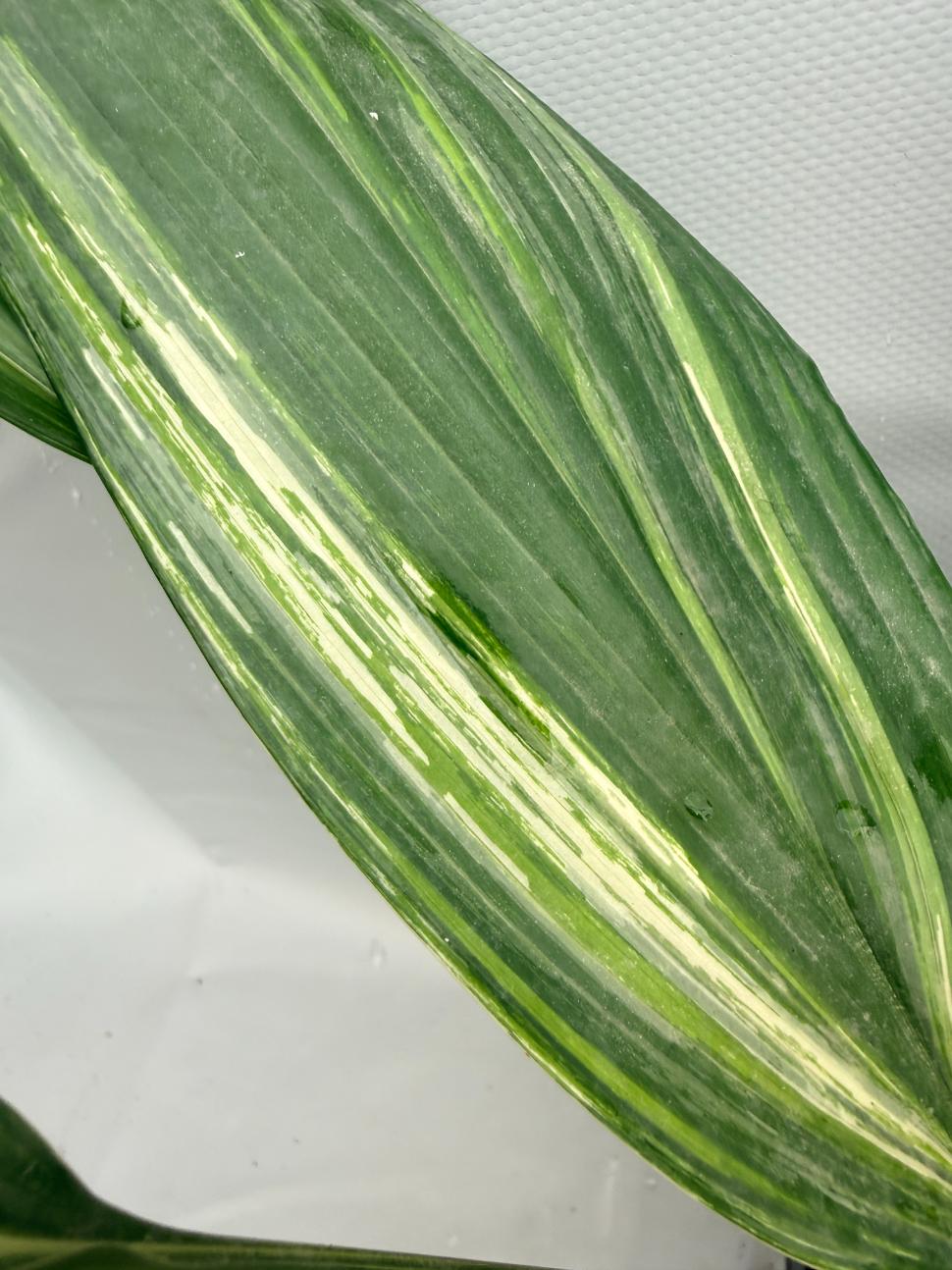 Aspidistra Elatior Variegata foglia n 13