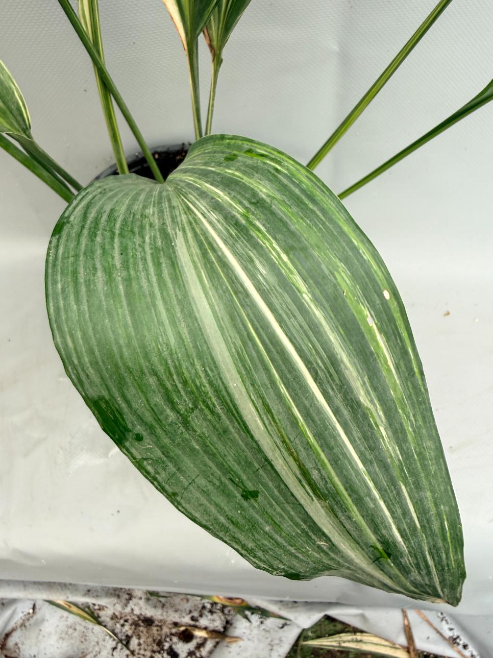 Aspidistra Elatior Variegata foglia n 14