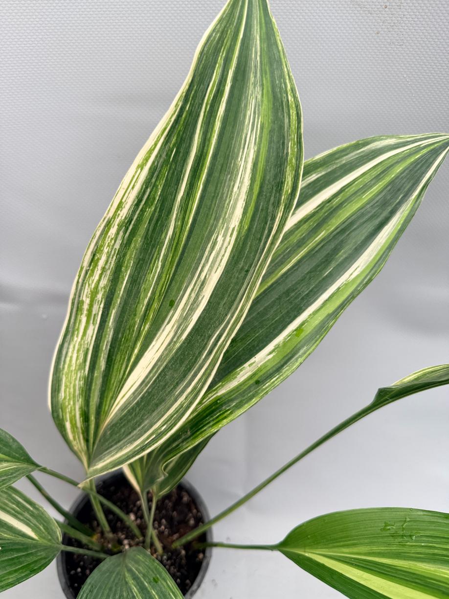 Aspidistra Elatior Variegata foglia n 3