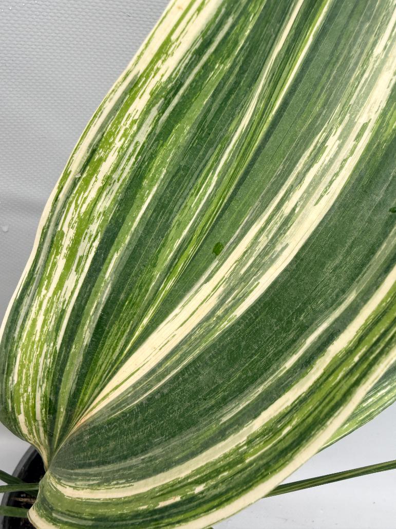 Aspidistra Elatior Variegata foglia n 4
