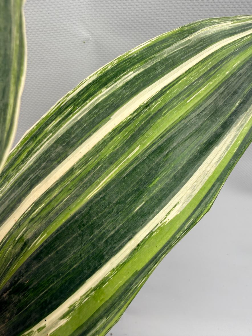Aspidistra Elatior Variegata foglia n 7