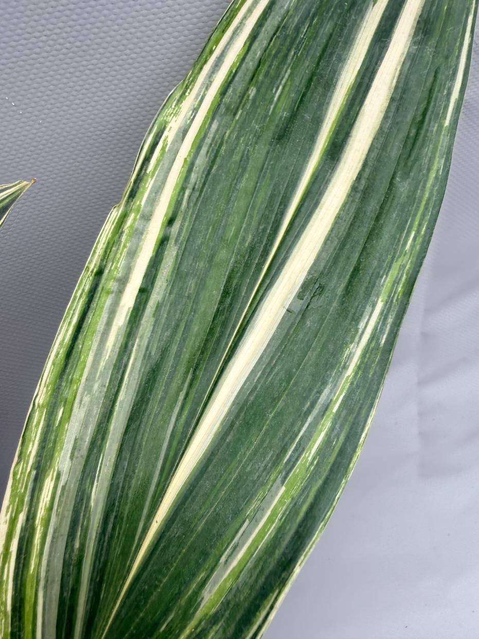 Aspidistra Elatior Variegata foglia n 8