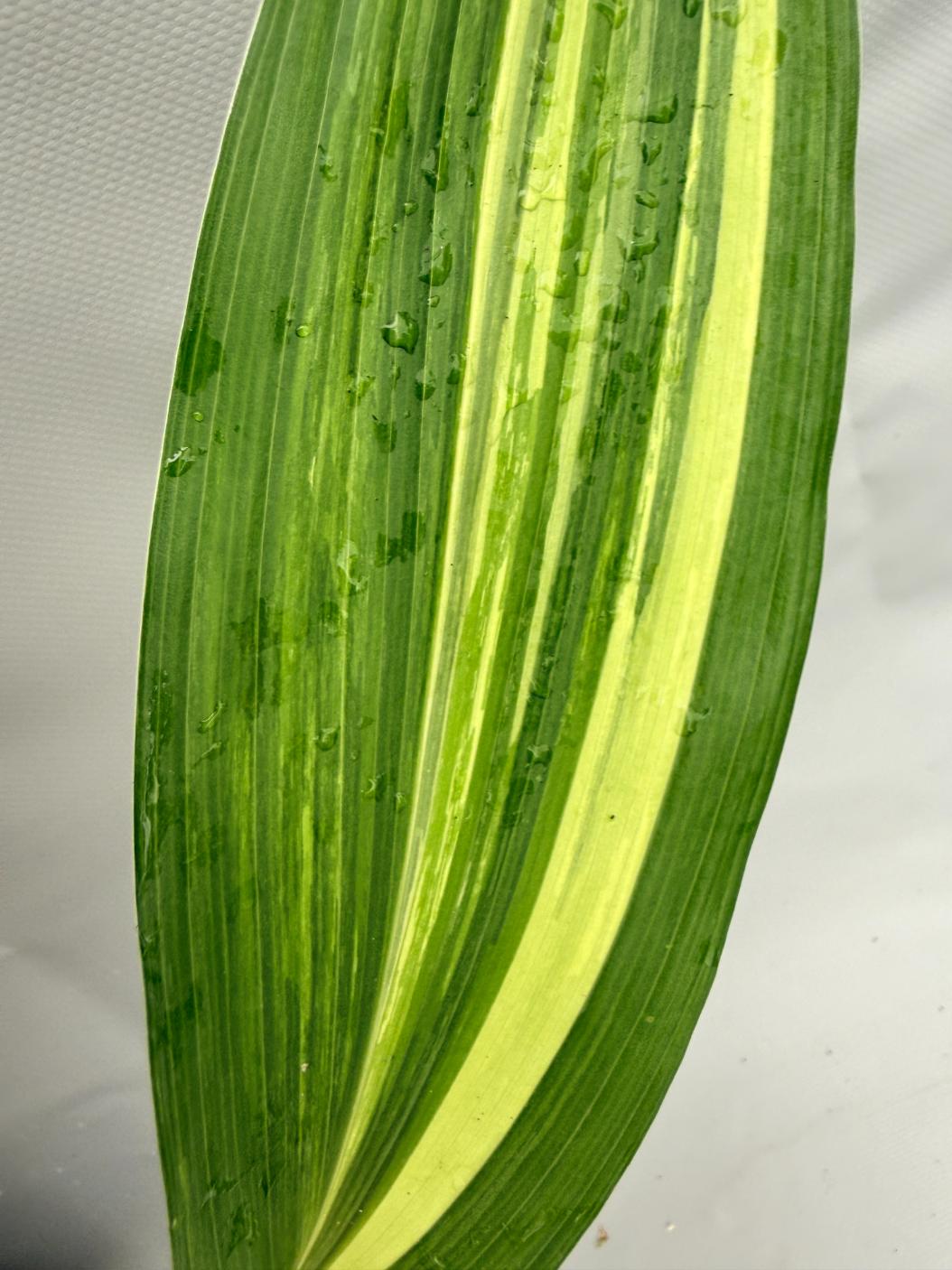 Aspidistra Elatior Variegata foglia n 9