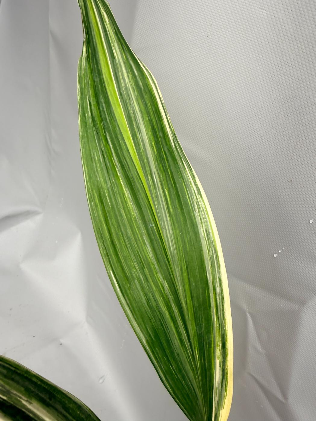 Aspidistra Elatior Variegata foglia n 10