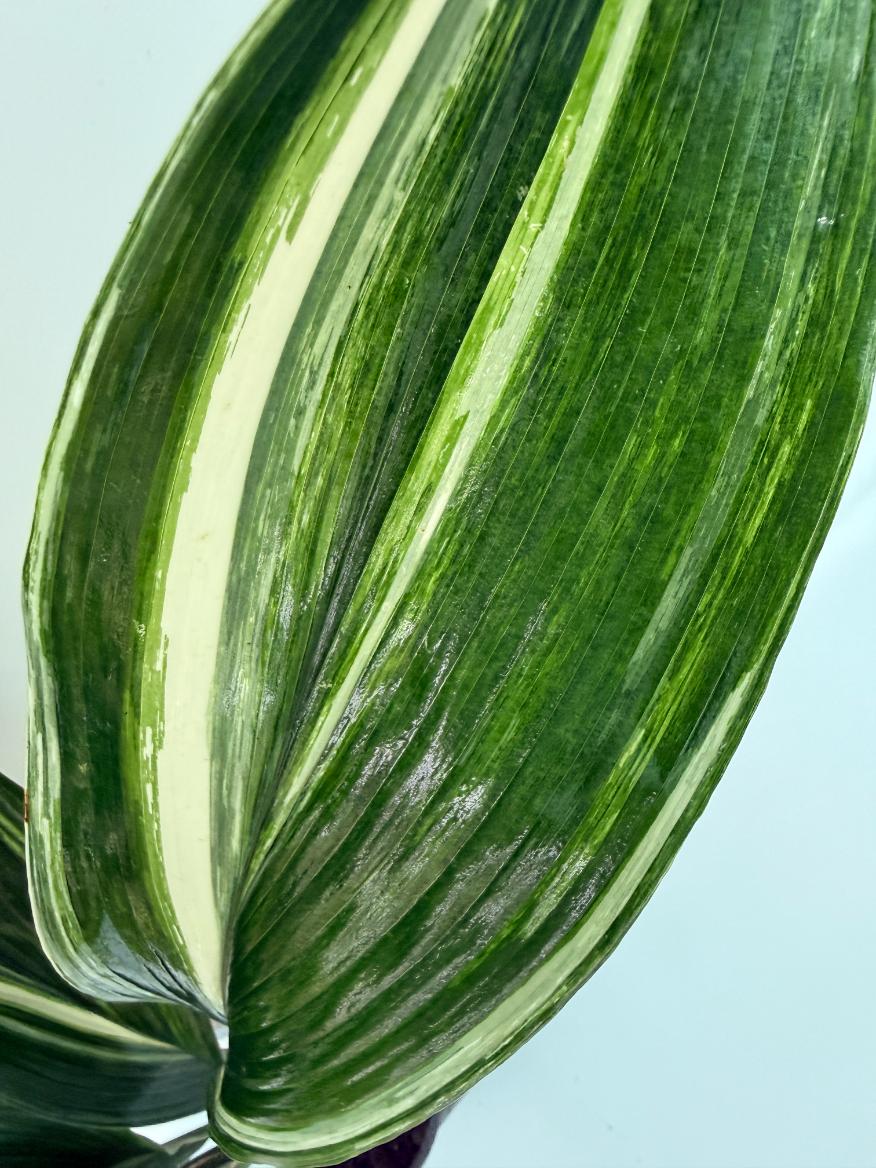 Aspidistra Elatior Variegata 2