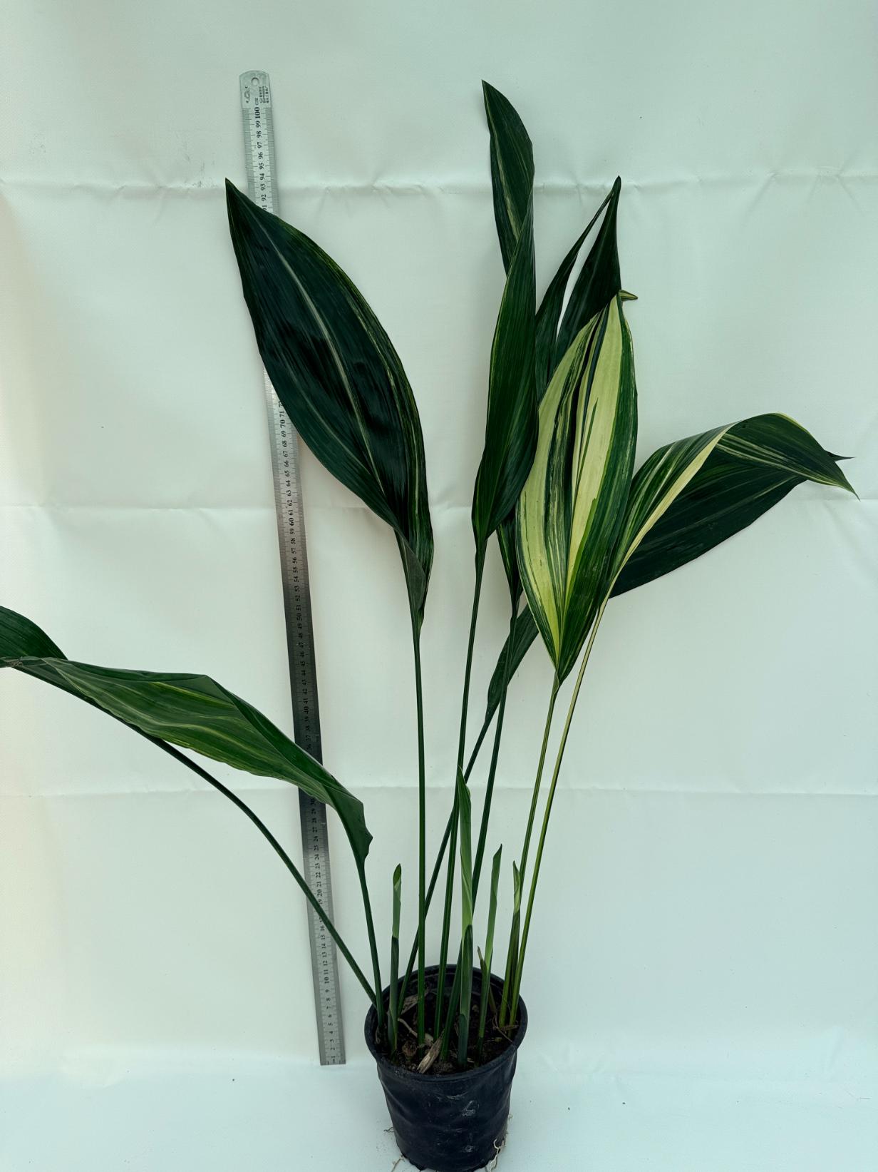 Aspidistra Elatior Variegata