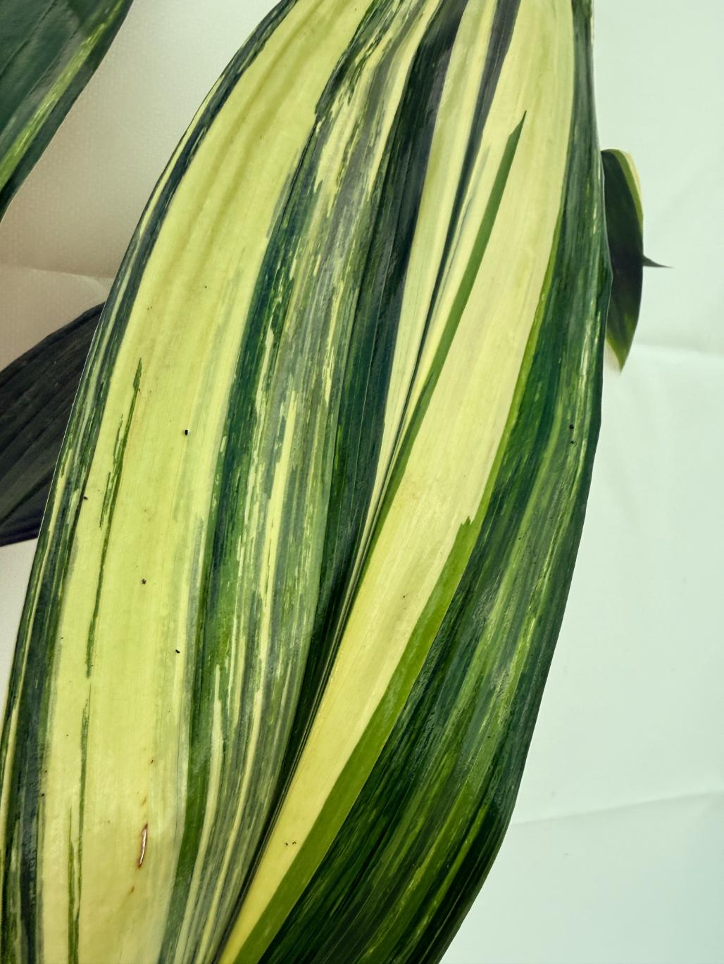Aspidistra Elatior Variegata 2