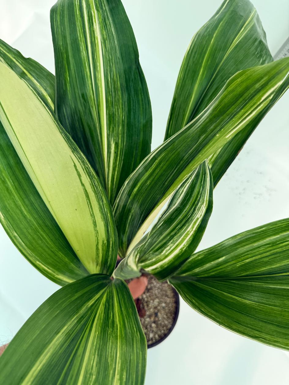 Aspidistra elatior variegata 2