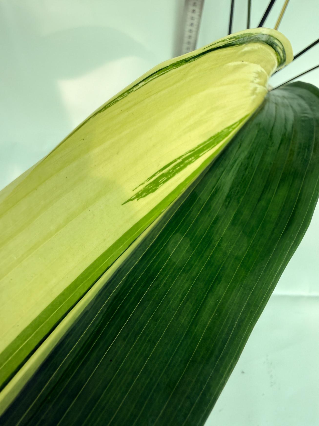 Aspidistra elatior variegata 2