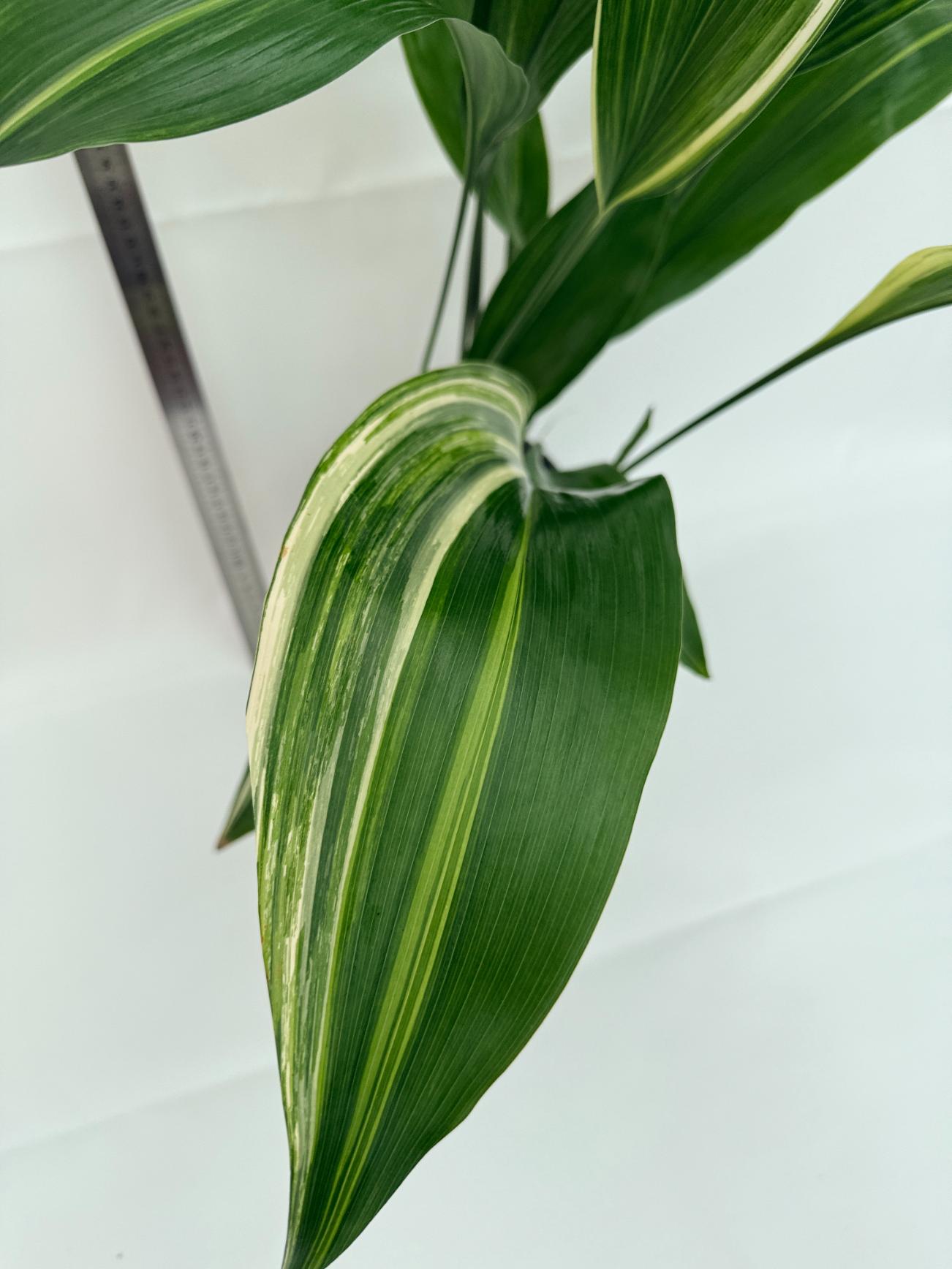 Aspidistra elatior variegata 2