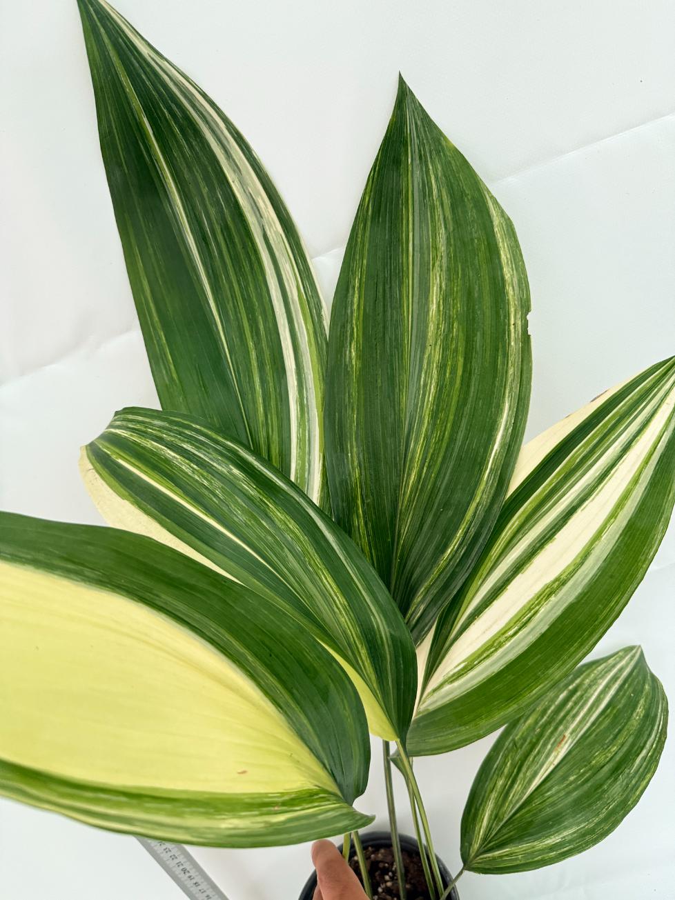 Aspidistra elatior variegata 2